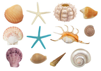 Seashells, starfishes and sea urchin isolated. Sea animals collection.