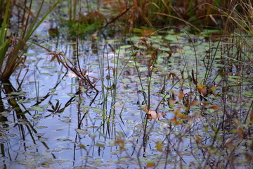 Hechtmoor im Herbst 2019