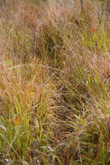 Hechtmoor im Herbst 2019