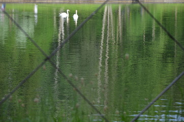 swans on a lake