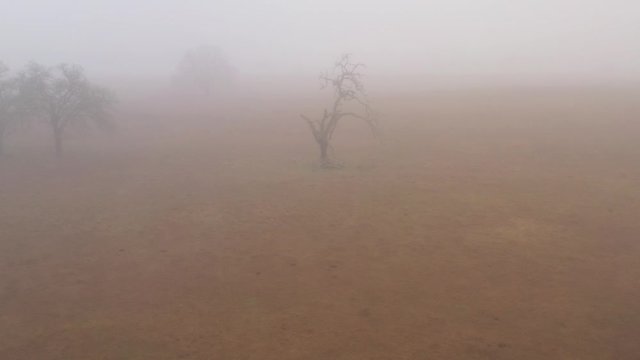 Bare Tree Fly-By on a Foggy Day, Bryan, Texas, USA