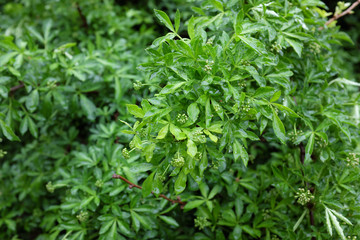 Fototapeta na wymiar Acanthopanax sieboldianus (Araliaceae), outdoor plants 2020