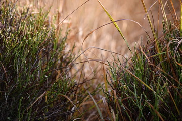 Hechtmoor im Herbst 2019