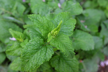 Salvia napifolia (Lamiaceae), outdoor plants 2020