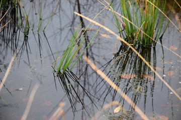 Hechtmoor im Herbst 2019