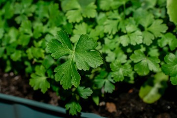 A microgreen is a young vegetable green. A microgreen or Sprouts are raw living sprout vegetables germinated from high quality organic plant seeds