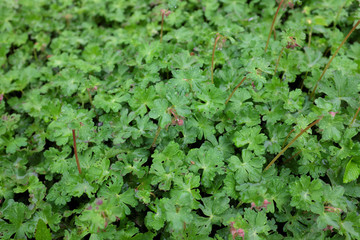 Geranium cantabrigiense (St. Ola), outdoor plants 2020