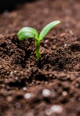 A microgreen is a young vegetable green. A microgreen or Sprouts are raw living sprout vegetables germinated from high quality organic plant seeds