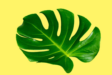 Monstera top view leaf model philodendron isolated on pastel background / copy space - top view,