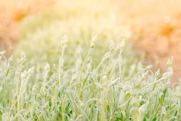 colorful background in pink colors, bokeh effect.Element design.Pink green Spring summer background. Juicy young green grass in defocus.gold abstract bokeh lights.summer tender postcard. drops of dew