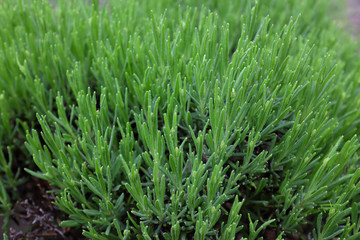 Lavandula angustifolia (Staudenhochzeit), outdoor plants 2020