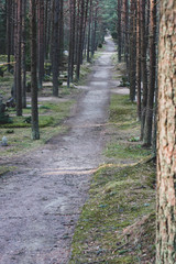 Fototapeta premium The road through the cemetery planted with tall trees. Trunks of coniferous trees. Vertical.