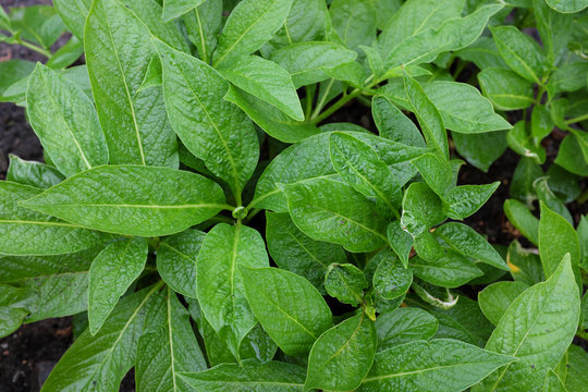 Scopolia carniolica (Solanaceae), outdoor plants 2020