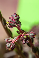 Cactus flowers starting to bloom macro still
