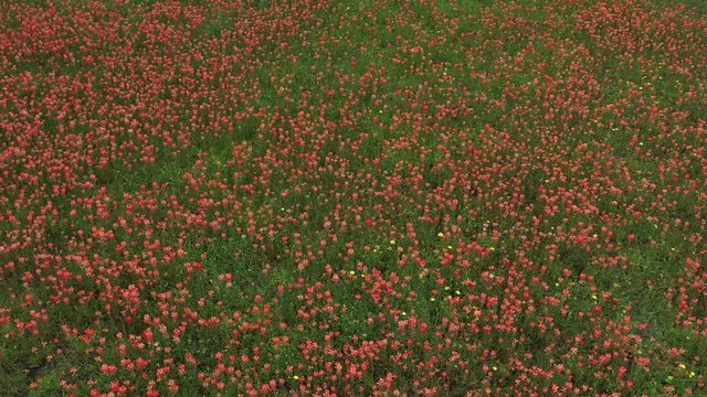 Flowers and Grass, Bryan, Texas, USA