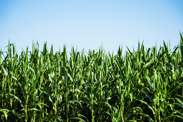 Green Corn Stalks in Cornfield and Clear Blue Sky