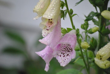 foxglove flower wet © Andrew