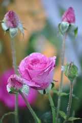 pink rose flower