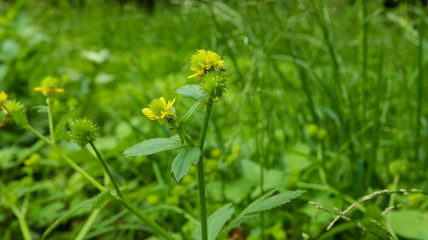 キツネノボタン