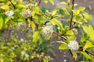 Physocarpus opulifolius (Luteus), outdoor plants 2020