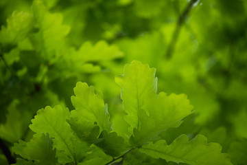 Bright green oak foliage texture. Spring background.