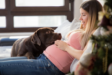 Happy young pregnant girl playing with her brown labrador retriever dog on the couch at home.