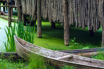 Canal and tree forest in jungle