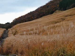 箱根仙石原の晩秋