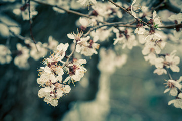 Branch of apricot tree in the period of spring flowering.
