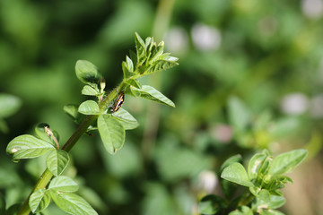 A close up of insects On the green leaves in the garden