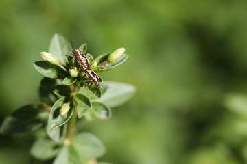 Close-up of mating insects On the green leaves in the garden