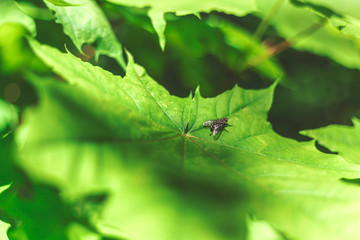 Fly on a leaf
