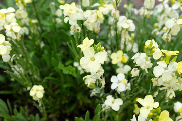 Cheiranthus cheiri (Ivory White) English Wallflower, outdoor plants 2020