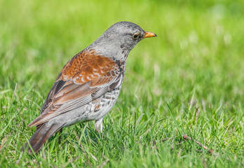 Neugierig blickende Drossel auf der Wiese