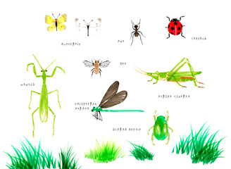 Cute Hand-Drawn Insect Illustration Set Heartwarming, Children, Field Guide, Picture Book, Illustrations, Colorful　かわいい手書きの昆虫イラストセット　カマキリ・トンボ・バッタ・蝶・てんとう虫・アリ © Emotional design