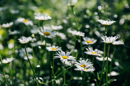 Ohama daisy backlit in spring，Leucanthemum maximum (Ramood) DC.