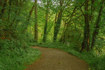 Fototapeta na wymiar Winding path through lush green forest in the Pacific Northwest United States