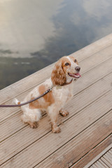 Spanielle dog. The dog is walking on a leash. A pedigree dog. Brown spaniel. 