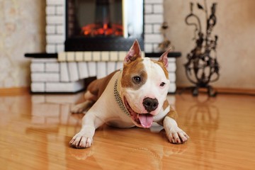 a dog of the American Staffordshire Terrier breed against the background of a white brick fireplace.