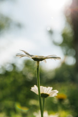 Ohama daisy backlit in spring，Leucanthemum maximum (Ramood) DC.