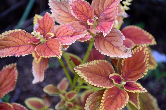 キンランジソ Images Browse 55 Stock Photos Vectors And Video Adobe Stock