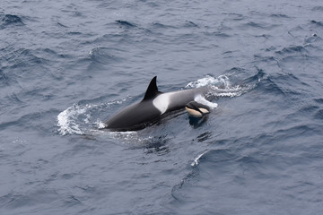 Baby killer whale spotted in Antarctic region