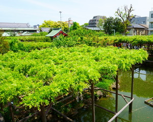 Fototapeta na wymiar Relaxing gardens in Kameido Tenjin Shrine