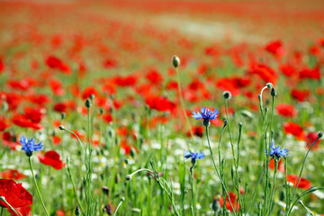 Mohnfeld mit Kornblumen