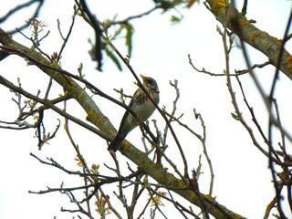 bird sitting on a tree branch