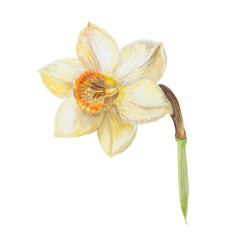 Yellow narcissus blooming on a white background watercolor painting