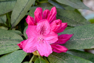 Fuchsia Rhododendron Bud 02