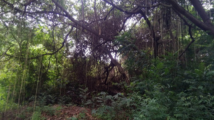 morning in the forest