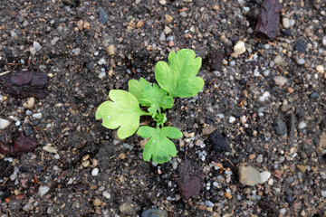 Papauer (White Panama), outdoor plants 2020