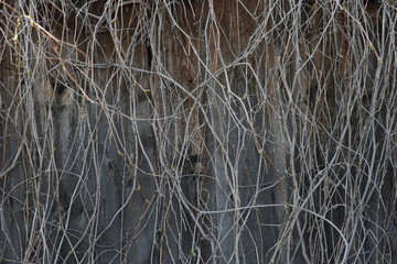 Gray wooden background with dry vines of grapes.